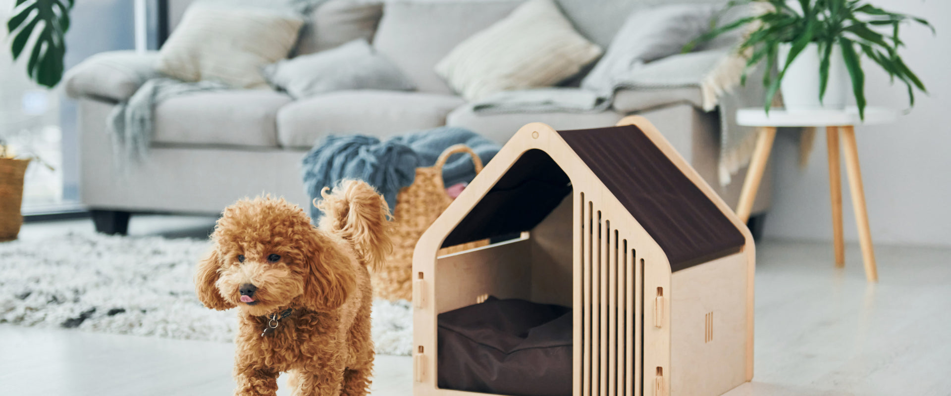 Van opbouwen naar opschalen bij The Pet Loft!