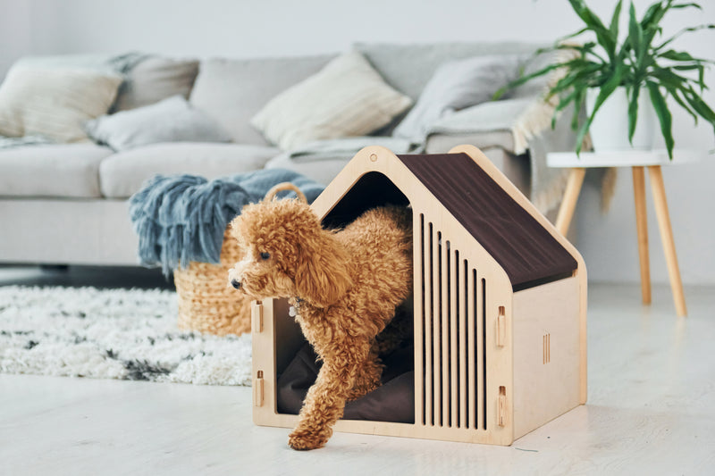 Van opbouwen naar opschalen bij The Pet Loft!